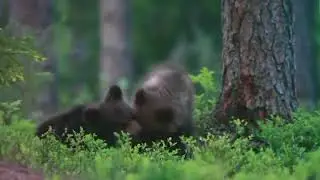 UnBEARably adorable moment two bear cubs break into play fight