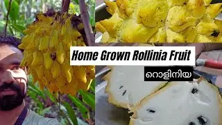 റൊളിനിയ അലുവ പഴം 🤤👌😋 Home grown Rollinia fruit tasting #fruitlover