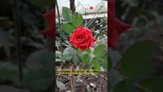 #LightandMight/A Dancing Red Rose  /Inner Strength-Spiritual Strength
