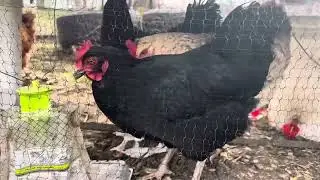 First time our chickens laying eggs🥚