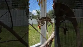 Chameleon eats GIANT BUG😳🦗