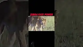 Wait for end 🔚 #cheetah #zebra #animals #kruger #edit #fight #tiger #music #funk #memes