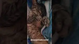 Soul Pets Decoded   - Sleeping belly up... gives Saturday morning vibes