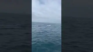 Bluefin tuna jumping