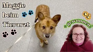 GEWONNEN! Zumindest ein bisschen was 🥳 Update Maggie - Tierarzt - gro&szlig;e OP steht an! 🐕