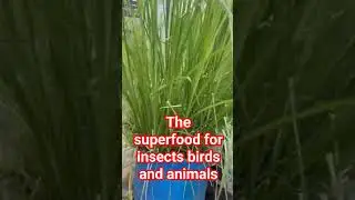 The multi-use multi-purpose animal stock feed grass fodder for all insects ,animals