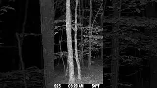 Owl lands at the ledge cam. #nature #owl #outdoors