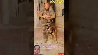 US Army K9 Dog 🇺🇸🐾 | Elite Military Working Dog Training #police #k9training #dogtraining