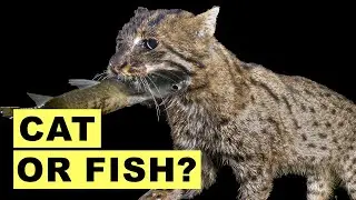The Cat That&rsquo;s Literally Turning Into a Fish | Science Explained