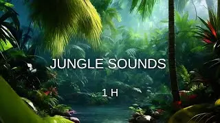 1 Hour Jungle Sounds (HD) &ndash; Tropical Rainforest Ambience for Sleep, Study & Relax