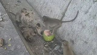 wild monkey in Cambodia