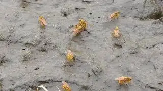 British insects - Yellow dung flies
