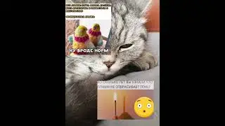 Мем 97 #хочуврек #мем #мемчики