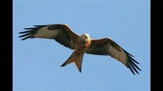 Red Kite Sound