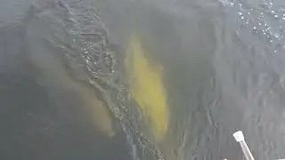 Sailing Dolphin Cruise Orange Beach, Alabama