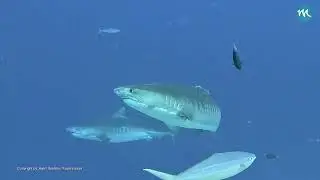 Tigerhai nach Finning in Fuvahmulah Malediven Februar 2026 / ElasmOcean e.V.