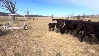 Fertilizing pasture, spring calving starts, increasing stocking rates with non selective grazing