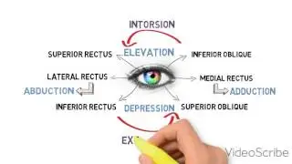 EXTRAOCULAR MOTILITY TEST (BINOCULAR VISION)