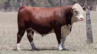 Lot 7 DAYT009 Days Whiteface 2024