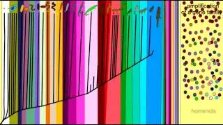 AMPLIFICATION OF GENES IN A GENE FAMILY