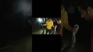 Indian rock python rescue and release #youtube #snake'sfriend #pyton #india #videos #vairalvideo