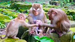 First time, saw Jenifer and monkey Julie touching and loving baby Lynx,very nice 