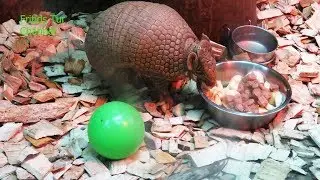 Exotic animal; Cingulata (Armadillo)