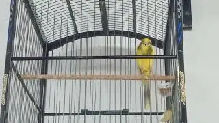 Kenari Rasmii gacorr pancingannn #kenari #kicaumania #kenarijambul #canary #canaryislands 