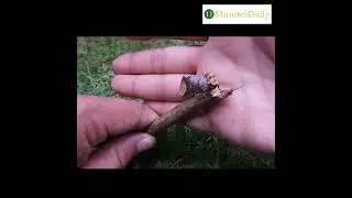 Buff tip moth