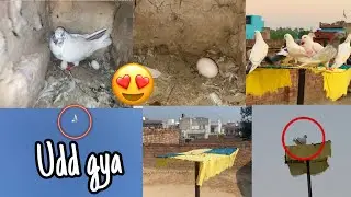 कबूतरी ne अंडा 🥚 de dya 😍| baccha udd gya 😱 #trending #viralvideo #youtubeshorts #kabootar