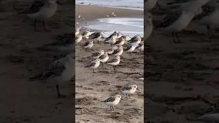 Sanderlings Ocean Beach #sanderlings #oceanbeach #sanfrancisco #shorebirds #birds #nature #wildlife