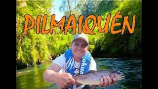 PILMAIQUÉN (GOLONDRINA)