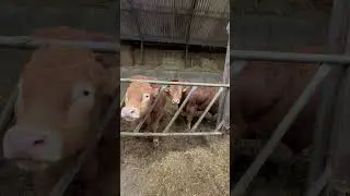 oru cycle trip and uk beef farm#abeesuk #malayalam #uk #beef #cycling