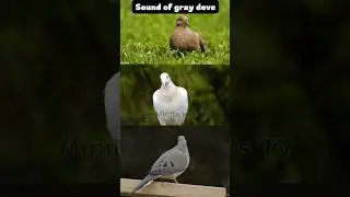 Dove Bird Sound for Kids | Learn Animal Sounds 🕊️ | MiniMinds Kids TV