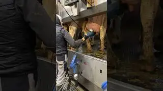🐄✨ From Cleaning to Innovating: A Day in the Life of Modern Farm Girls