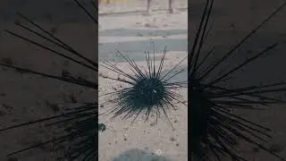 Beware the Spiky Sea Urchin!