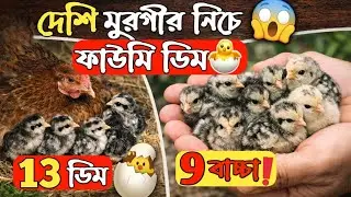 গ্রামে বসে ফাউমি ডিম ফুটালাম দেশি মুরগীর নিচে | সফল অভিজ্ঞতা। #rozarahmatagro #foryou 