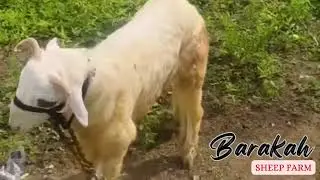 🐑🐏 BARAKAH SHEEP FARM &mdash; Another White Beauty Available For Sale Do Not Miss