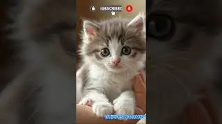 KITTEN CUTE 🐱 #cat #kitten #shortviral #shortvideo #animals #hiddenplanet #fypシ゚viral