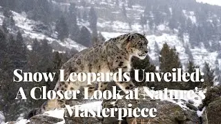 Snow Leopards Unveiled: A Closer Look at Nature's Masterpiece