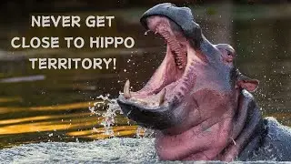Hippopotamus: Intimidating&nbsp;with Unique Adaptations!