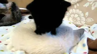 MVI_7630.AVI
