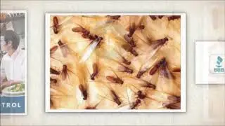 Pest Control Durham NC