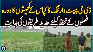 DG Pest Warning Visits Cotton Fields In Jalalpur - Pakistan News