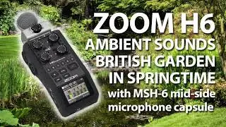 ZOOM H6 with MSH-6 Nature Sounds - 'Birds and the Bees'