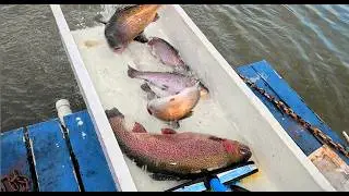 2/19/26 HUGE STOCKING OF BIG TROUT & SIERRA BOWS AT SANTA ANA RIVER LAKES
