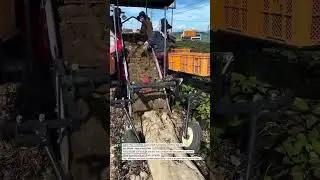 Sweet Potato Harvester Machine in Action! 🚜🔥 #harvester #farmtech #agriculture