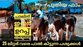ഈ ഫാർമിലെ പശുക്കൾക്കു പാലിന് ഇവർ ഉറപ്പ് തരും ! #cow #youtube #india
