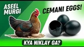 Aseel Murgi Baithi Ayam Cemani Eggs Par!🥚 | Rare Breed Hatch Ho Gi? 🐔🔥