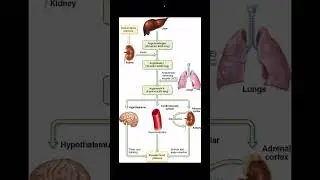 #raas #reninangiotensinaldosteronesystem #regulationofkidneyfunction #class11 #biologyimpulse